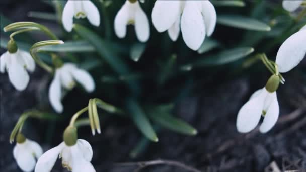 Kardelen Veya Galanthus Makro Çekim Sığ Derinlik Tarla Kaydırma Çiçek — Stok video