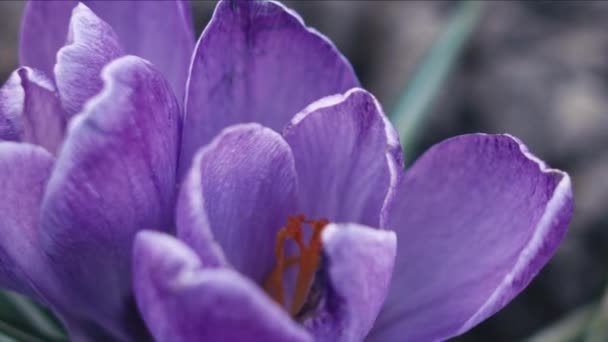 Viola Croco Fiori Macro Tracking Shot Profondità Campo Poco Profonda — Video Stock