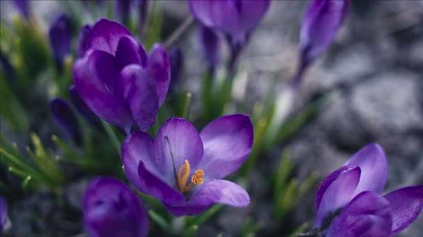 Violet Crocus Flowers Macro Tracking Shot Shallow Depth Field — Stock Video