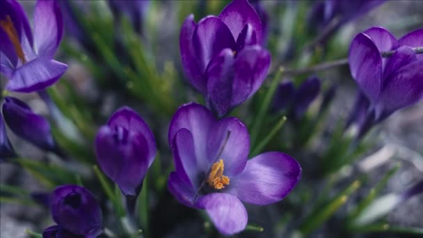 Фиолетовый Крокус Цветы Макрос Слежение Выстрел Мелкая Глубина Резкости — стоковое видео