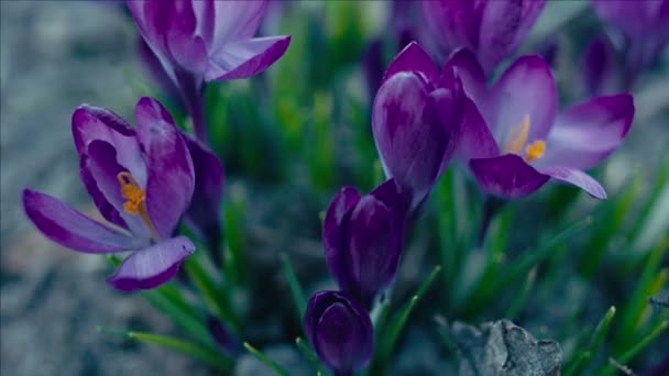 Βιολέτα Κρόκου Λουλούδια Μακροεντολή Πλάνο Παρακολούθησης Ρηχό Βάθος Πεδίου — Αρχείο Βίντεο