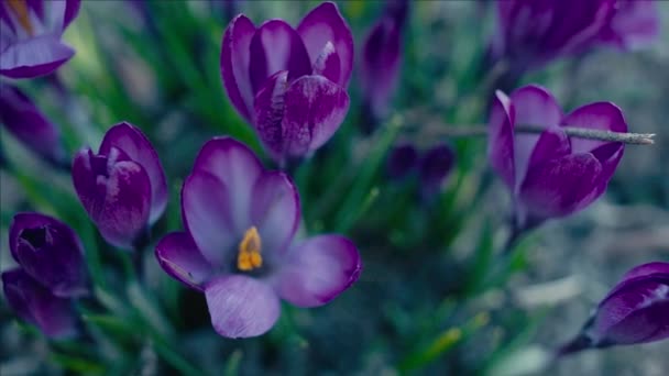 Violet Crocus Flowers Macro Tracking Shot Shallow Depth Field — Stock Video