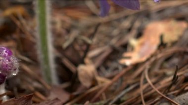 Sabah ormanında erken bahar Pasqueflower çiçekler, makro çekim, alan sığ derinliği