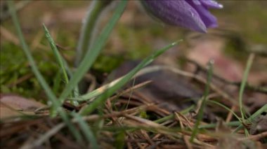 Sabah ormanında erken bahar Pasqueflower çiçekler, makro çekim, alan sığ derinliği