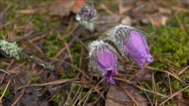 Sabah ormanında erken bahar Pasqueflower çiçekler, makro çekim, alan sığ derinliği