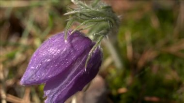 Sabah ormanında erken bahar çiçekleri