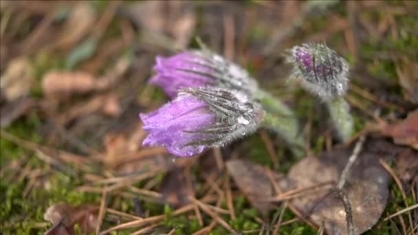 Wczesna Wiosna Pasqueflower Kwiaty Porannym Lesie Makro Zbliżenie Płytkie Głębia — Wideo stockowe