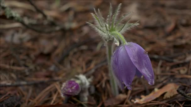 Kora Tavasszal Pasqueflower Virágok Reggeli Erdőben Makró Closeup Sekély Mélységélesség — Stock videók