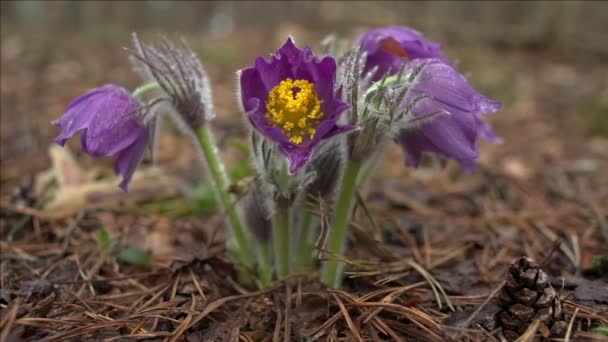 Tidig Vår Pasqueflower Blommor Morgon Skog Makro Närbild Grunt Skärpedjup — Stockvideo