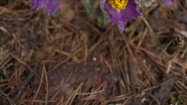 Vroege Lente Pasqueflower Bloemen Ochtend Bos Macro Close Ondiepe Diepte — Stockvideo