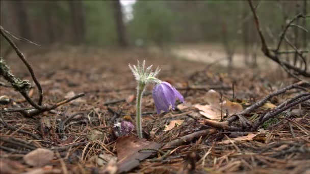 Vroege Lente Pasqueflower Bloemen Ochtend Bos Macro Close Ondiepe Diepte — Stockvideo