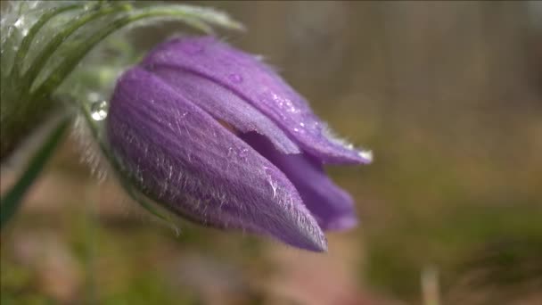 Vroege Lente Pasqueflower Bloemen Ochtend Bos Macro Close Ondiepe Diepte — Stockvideo