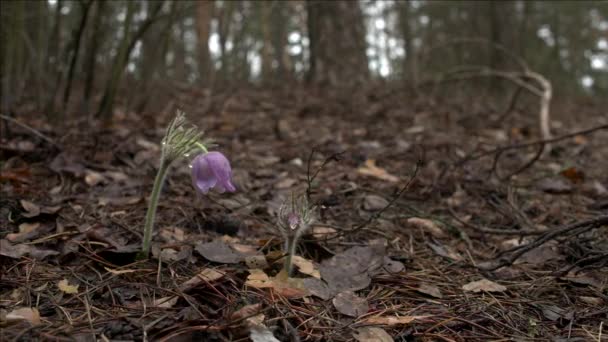 朝の森の早春の Pasqueflower マクロクローズアップ 浅い被写界深度 フォーカス遷移 — ストック動画