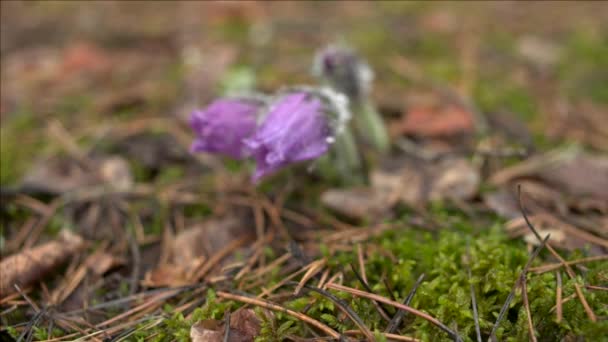 Wczesna Wiosna Pasqueflower Kwiaty Lesie Rano Makro Zbliżenie Płytkie Głębia — Wideo stockowe