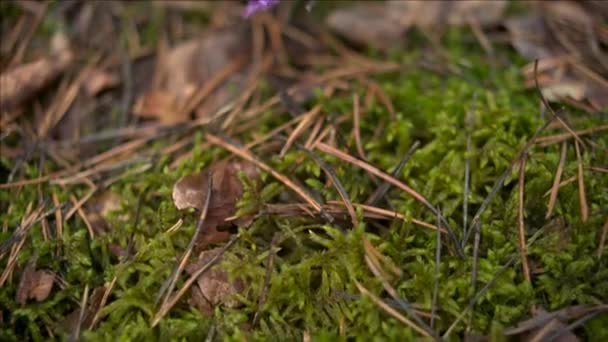 Early Spring Pasqueflower Flowers Morning Forest Macro Closeup Shallow Depth — Stock Video