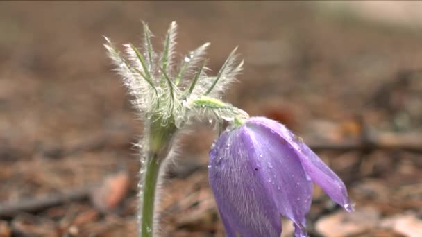 Primavera Cedo Pasqueflower Flores Floresta Matinal Macro Close Profundidade Rasa — Vídeo de Stock