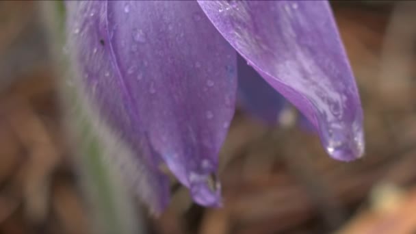 早春百老花花在晨林 宏观特写 浅层深浅的领域 — 图库视频影像