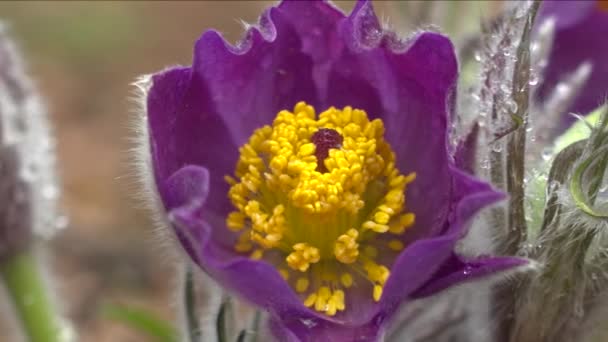 All Inizio Della Primavera Fiori Pasqueflower Nella Foresta Del Mattino — Video Stock