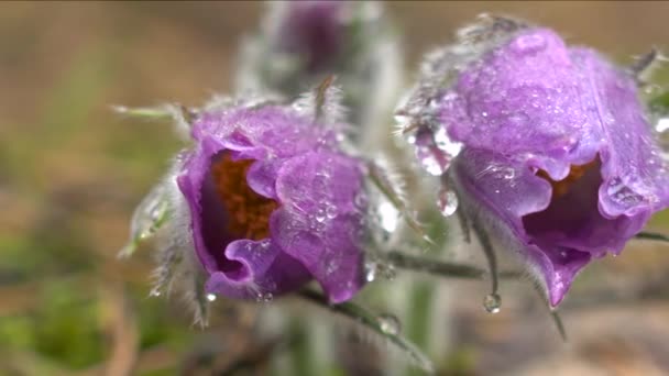 Primavera Temprana Flores Pasqueflower Bosque Mañana Primer Plano Macro Profundidad — Vídeos de Stock