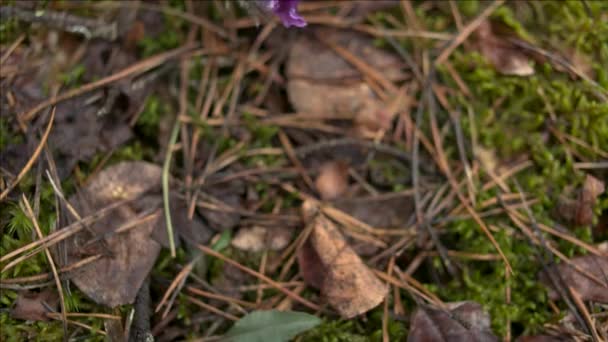 Primavera Temprana Flores Pasqueflower Bosque Mañana Primer Plano Macro Profundidad — Vídeos de Stock