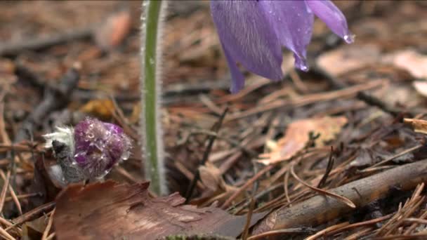 Kora Tavasszal Pasqueflower Virágok Reggeli Erdőben Makró Closeup Sekély Mélységélesség — Stock videók