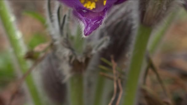 Vroege Lentebloemen in Morning forest — Stockvideo