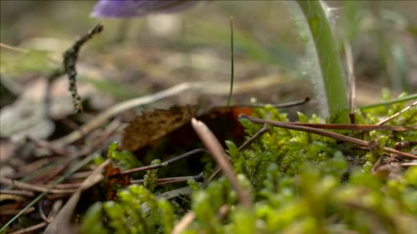 Early spring flowers in morning forest — Stock Video