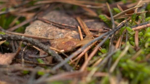 Tidig vår blommor i morgon skogen — Stockvideo