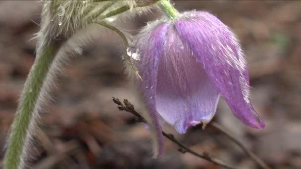 Early spring flowers in morning forest — Stock Video