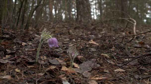 Flores de primavera cedo na floresta matutina — Vídeo de Stock