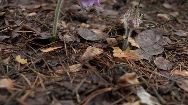 Vroege Lentebloemen in Morning forest — Stockvideo