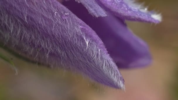 Flores tempranas de primavera en bosque matutino — Vídeos de Stock