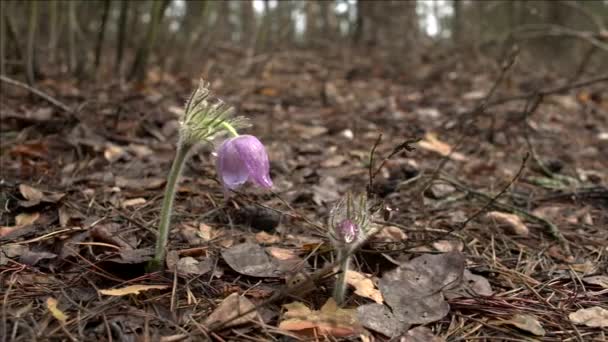 Vroege Lentebloemen in Morning forest — Stockvideo