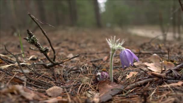 Flores tempranas de primavera en bosque matutino — Vídeo de stock