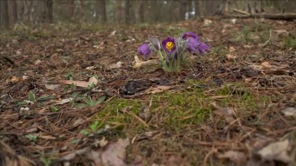 Πρώιμη άνοιξη λουλούδια στο πρωί δάσος — Αρχείο Βίντεο