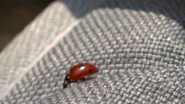 Lady bug closeup — Stock Video