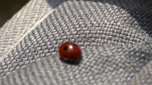 Primeros planos de Lady bug — Vídeos de Stock