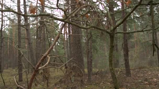 Garrafa de plástico velho na floresta — Vídeo de Stock