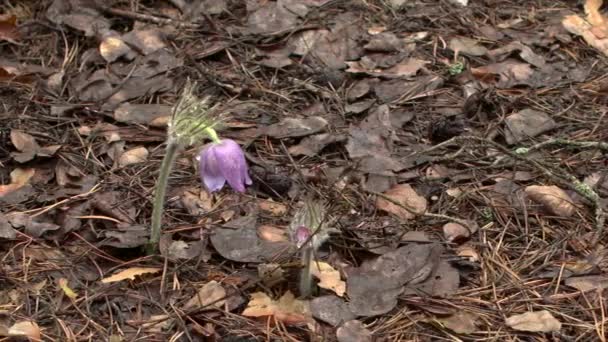 Flores tempranas de primavera en bosque matutino — Vídeo de stock