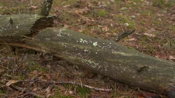 Vieil arbre mort dans la forêt — Video