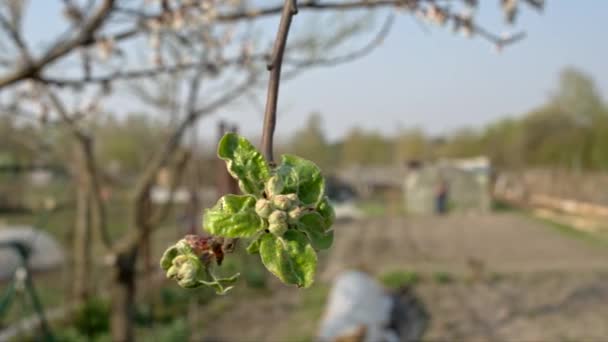 Bud Verde Árvore Maçã Movimento Deslizante Profundidade Rasa Campo — Vídeo de Stock