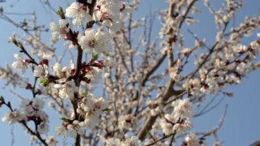 Kayısı ağacı çiçek açmış, sürgülü hareket, sığ alan derinliği