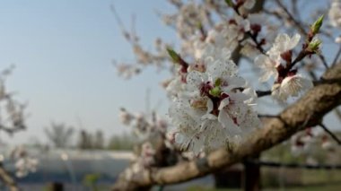 Kayısı ağacı çiçek açmış, kaydırma hareketi, parallax kamera hareketi, sığ alan derinliği