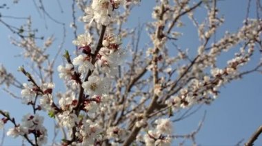 Kayısı ağacı çiçek açmış, sürgülü hareket, sığ alan derinliği