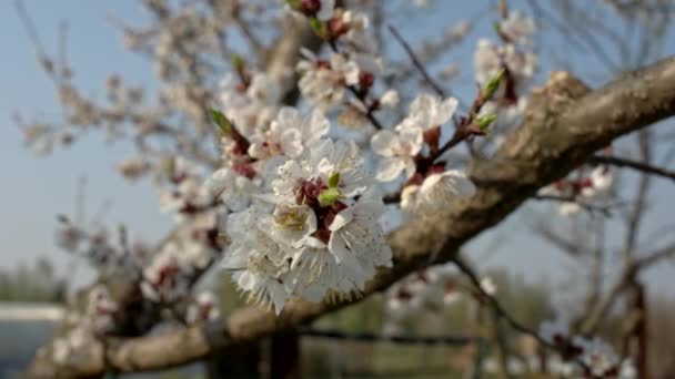 Apricot Tree Bloom Slider Move Shallow Depth Field — Stock Video