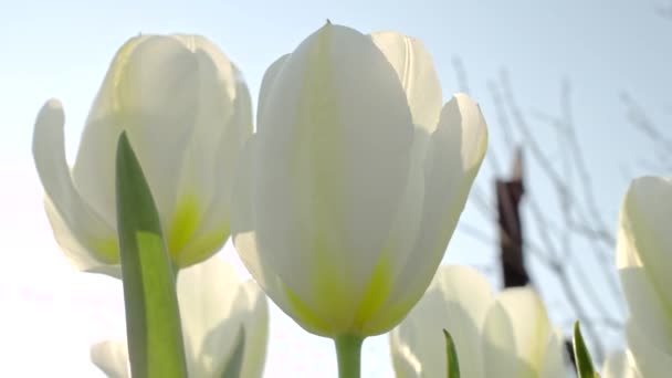 White Tulips Garden Shallow Depth Field Slider Move Parallax Camera — Stock Video