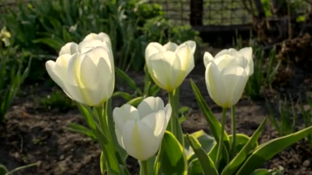 Witte Tulpen Tuin Ondiepe Scherptediepte Schuif Bewegen Parallax Camera Bewegen — Stockvideo