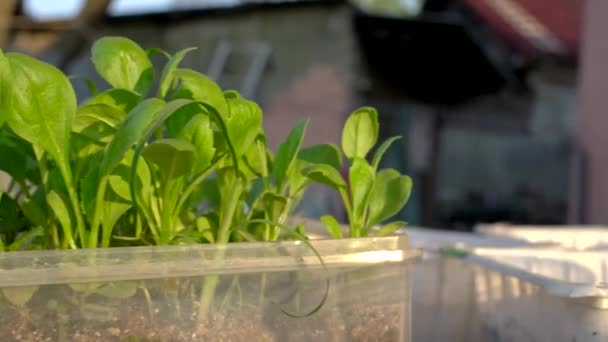 Groene Verse Planten Doos Voordat Het Bodem Schuifregelaar Verplaatsen — Stockvideo