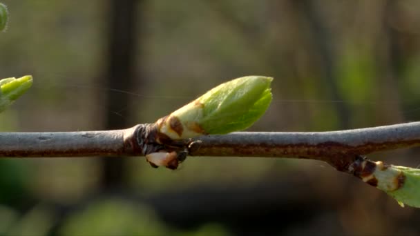 Green Buds Thin Branch Ant Running Shallow Depth Field — ストック動画