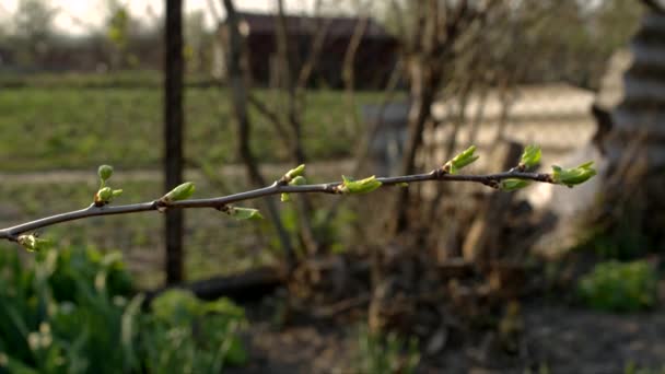 Brotes Verdes Rama Delgada Profundidad Superficial Del Campo Movimiento Deslizante — Vídeos de Stock